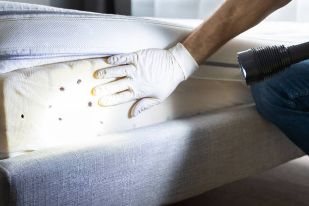 Trusted Santee, SC Pest Control Experts