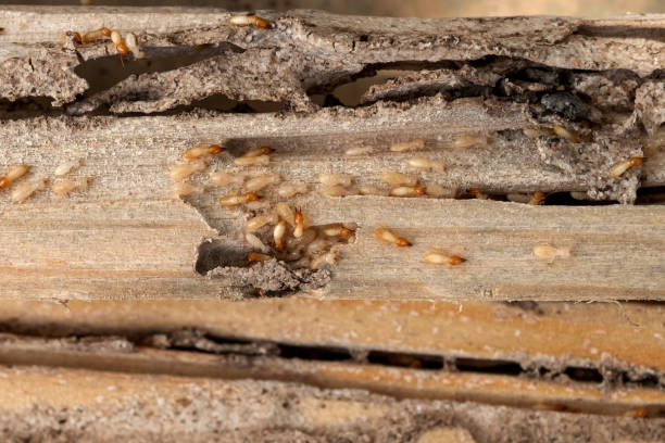 Best Spider Control Near Me  in Santee, SC